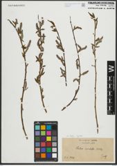 Foto von Salix rigida Muhl.